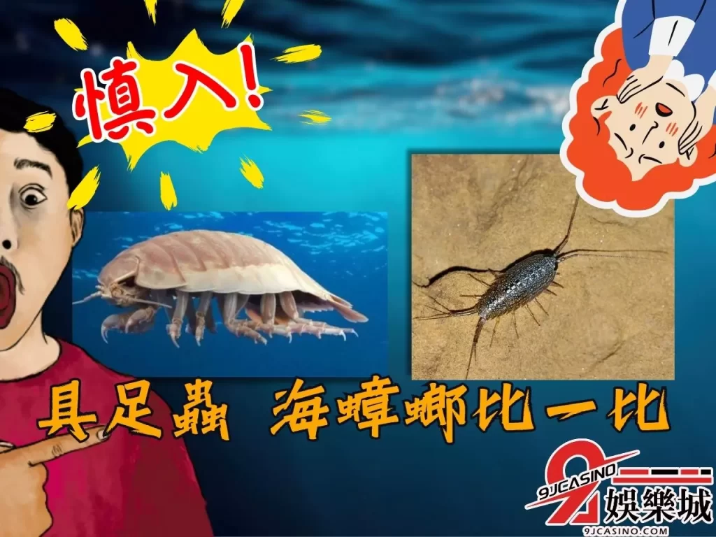 大王具足蟲  詹姆斯具足蟲  具足蟲海蟑螂